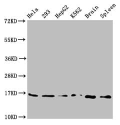 H3F3B Antibody