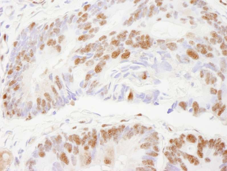 ZNF295 Antibody (aa875-925)
