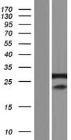 SFRS7 / 9G8 Protein (Over-Expression Lysate Myc-DDK (Flag))