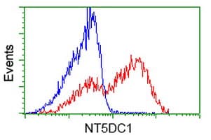 NT5DC1 Antibody (clone OTI1B1)