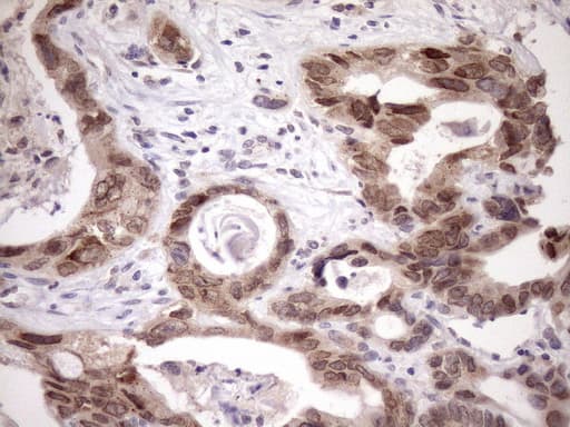 SCMH1 Antibody (aa1-309, clone OTI5E6, Carrier-free)