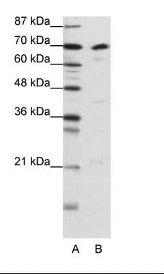 NF90 / ILF3 Antibody (N-Terminus)
