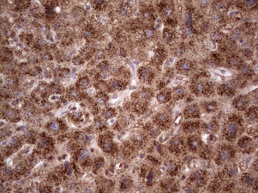 CDKL2 Antibody (aa291-493, clone OTI12C2, Carrier-free)