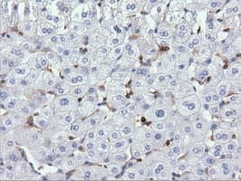 ARHGAP25 Antibody (clone OTI2D5, Carrier-free)