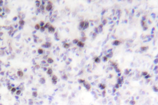 CREB1 / CREB Antibody (Val115)