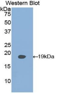 PLAA Antibody (aa162-312, Biotin)
