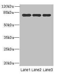 Polyclonal Rabbit anti-Human XPNPEP1 / Aminopeptidase P Antibody (WB)