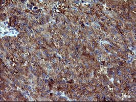 DNM1L / DRP1 Antibody (clone OTI4A4)