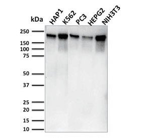 Monoclonal Mouse anti-Human POLR2A / RNA polymerase II Antibody (clone CTD4H8, Azide-free,BSA-free, IHC, IF, WB)