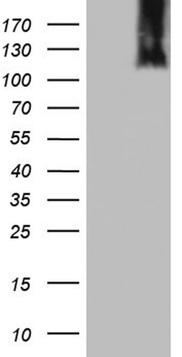 MCM2 Antibody (clone OTI1H2)