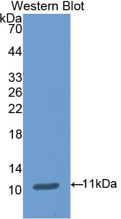AOC1 Antibody (aa27-113)