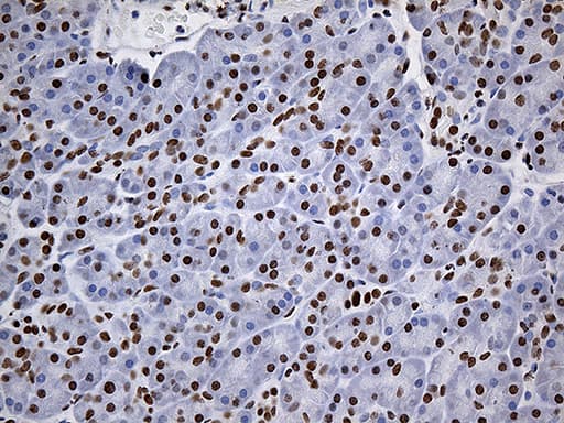 Monoclonal Mouse anti-Human RING1 Antibody (clone OTI11G7, aa88-362, IHC, WB)