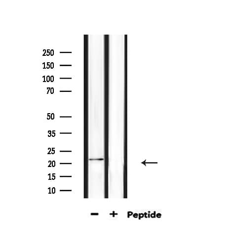 H1FOO Antibody