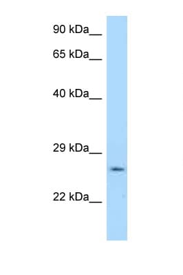 Polyclonal Rabbit anti-Mouse YWHAG / 14-3-3 Gamma Antibody (aa40-89, WB)