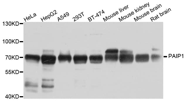 PAIP1 Antibody