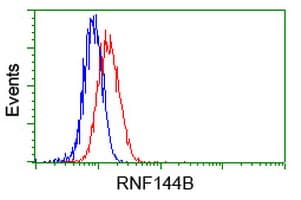 RNF144B Antibody (aa1-256, clone OTI6B5, Carrier-free)
