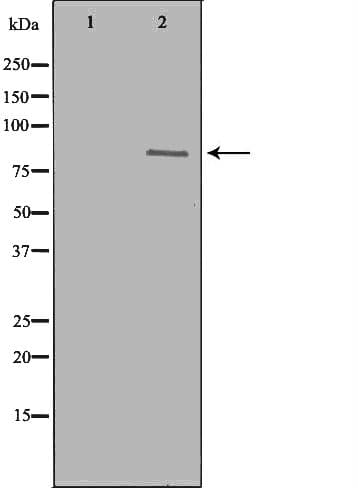 DNM1L / DRP1 Antibody