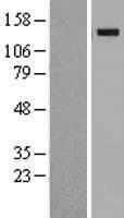 WWC1 / KIBRA Protein (Over-Expression Lysate Myc-DDK (Flag))