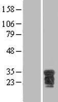 POU2AF1 / BOB1 Protein (Over-Expression Lysate Myc-DDK (Flag))