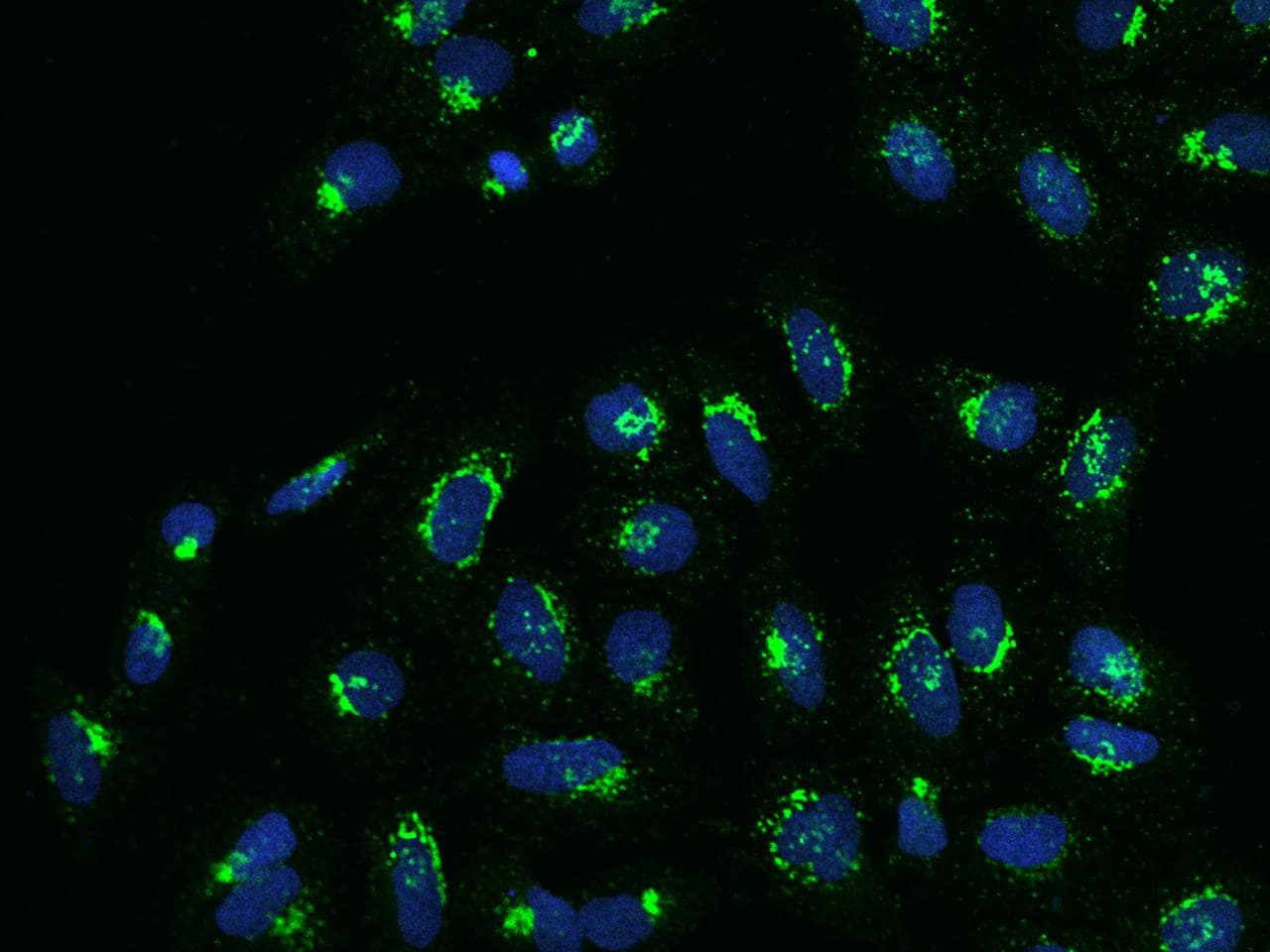 NUCB1 / Nucleobindin Antibody