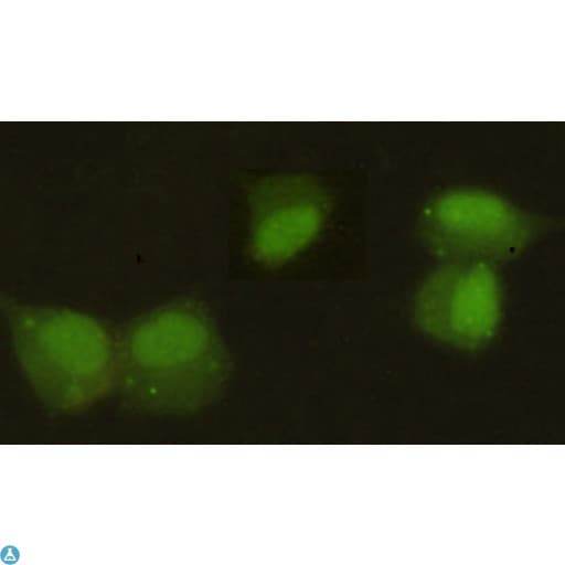 CBX5 / HP1 Alpha Antibody