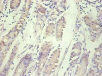 IHC-plus™ Monoclonal Mouse anti-Human IL8 / Interleukin 8 Antibody (IHC)