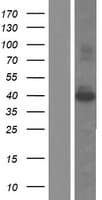 SAC3D1 Protein (Over-Expression Lysate Myc-DDK (Flag))