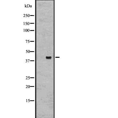 Polyclonal Rabbit anti-Human GPR27 Antibody (IF, WB)