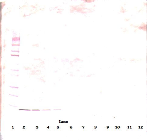 Monoclonal Mouse anti-Human NGF Antibody (WB)