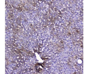 COXIV / COX4 Antibody