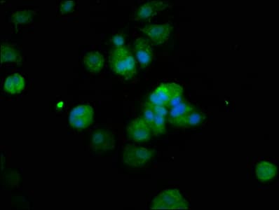 RFX2 Antibody
