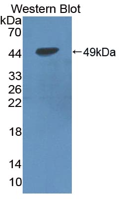 S100A2 Antibody (aa1-97, Biotin)