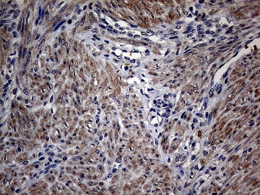 PON3 Antibody (aa30-319, clone OTI1A5)