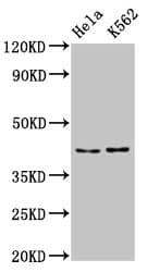 HNRNP-E2 / PCBP2 Antibody