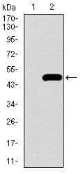 Monoclonal Mouse anti-Human ALK3 / BMPR1A Antibody (clone 4B7B2, Amino Acid: 179-378, IHC, WB)