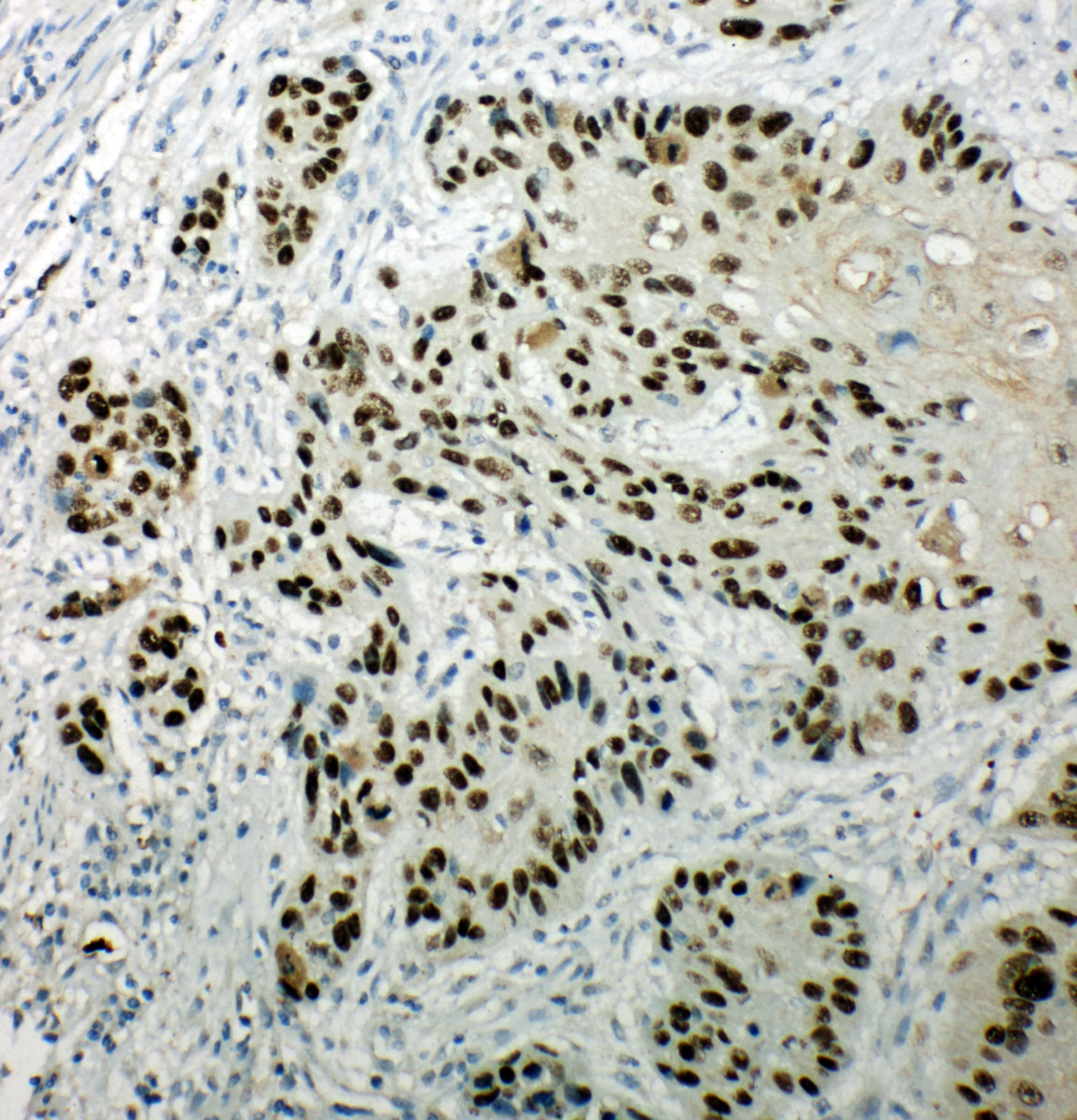 TP63 / p63 Antibody (aa664-680)