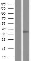 SGK494 Protein (Over-Expression Lysate Myc-DDK (Flag))