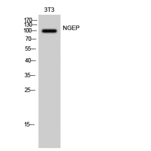 ANO7 / TMEM16G / NGEP Antibody (850-930 aa, C-terminal)