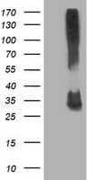 Monoclonal Mouse anti-Human KCTD14 Antibody (clone OTI2A6, IHC, IF, WB)