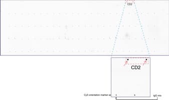 CD2 Antibody (clone UMAB6)