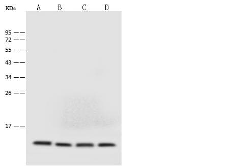 Monoclonal Mouse anti-Human B2M / Beta 2 Microglobulin Antibody (clone 35, Preservative Free, IF, WB)