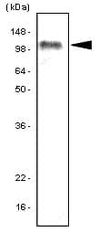Monoclonal Mouse anti-Human TLR7 / CD287 Antibody (clone 4F4, aa451-500, WB)