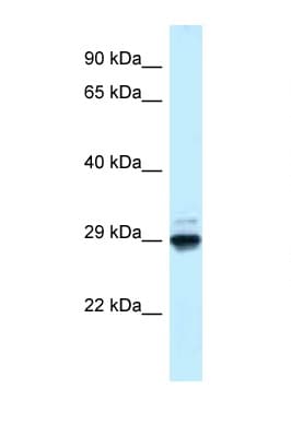 MAF1 Antibody (aa54-103)