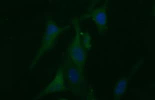 BID Antibody (clone OTI3E9)