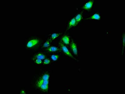 TNIP1 Antibody