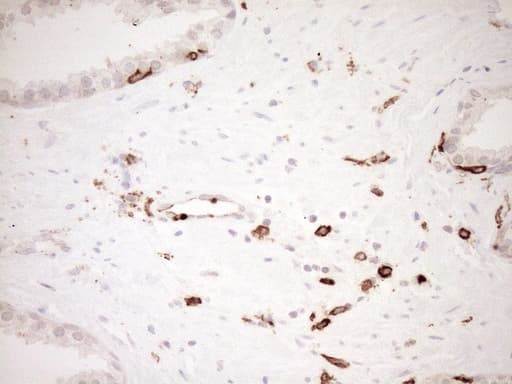 ITGAM / CD11b Antibody (clone OTI2D11, Carrier-free)