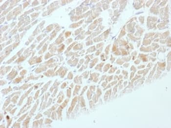 Monoclonal Mouse anti-Human ENO2 / NSE Antibody (clone ENO2/1462, Azide-free,BSA-free, IHC, IF)