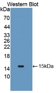 SLC2A14 Antibody (aa1-105, PE)