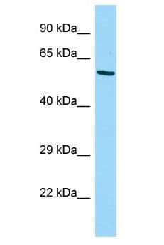 Polyclonal Rabbit anti-Mouse TCF11 / NFE2L1 Antibody (aa401-450, WB)