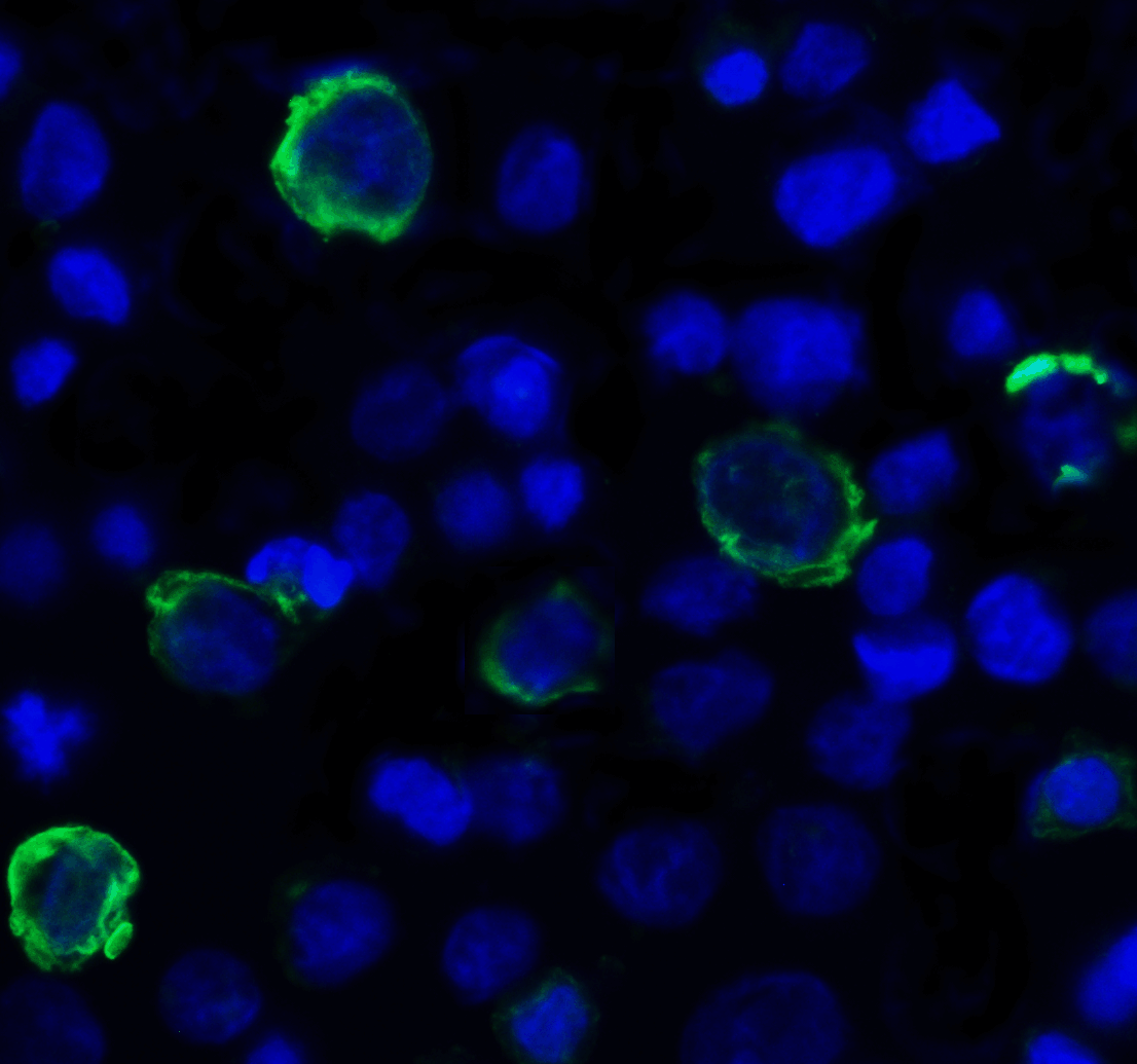 TIGIT Antibody (clone 4A10)